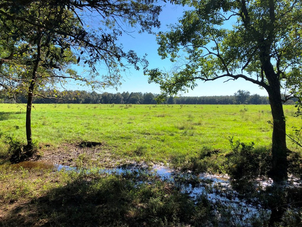 view of neighboring pasture from backyard